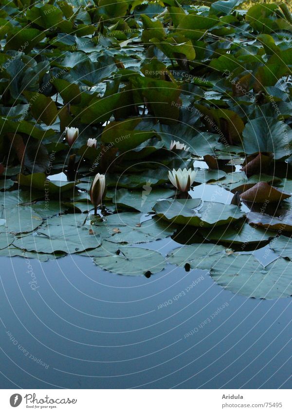 nature_01 Lake Serene Occident Water lily Leaf Blossom Calm Pond Evening Romance Moody Wary Peace Reflection Darken Green Caresses Emotions Shadow Delicate