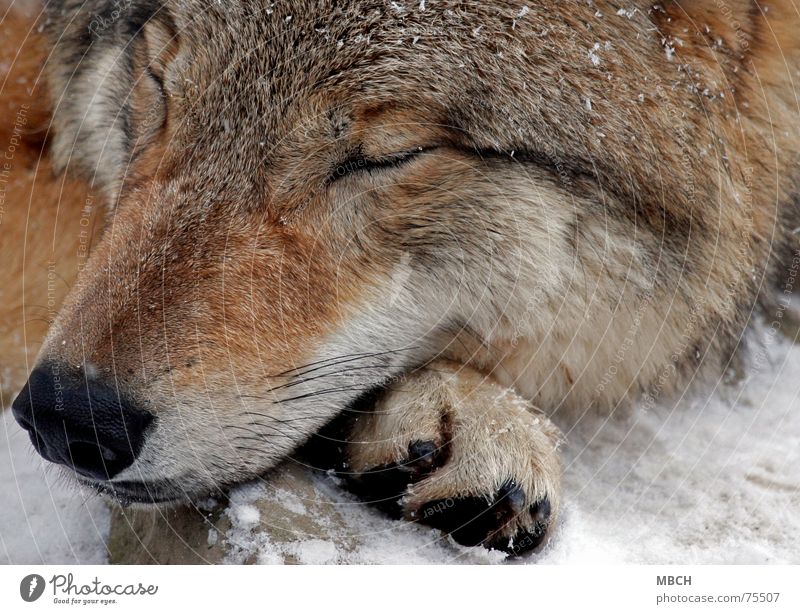 SLEEP Wolf Mongolia - a Royalty Free Stock Photo from Photocase