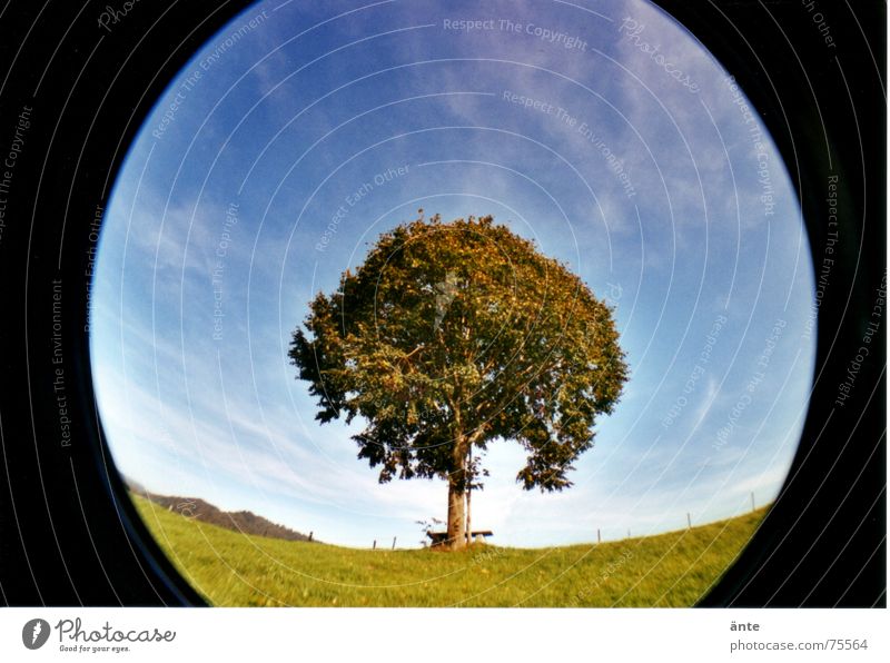 almost round Cirrus Emmental Tree Individual Loneliness Meadow Green Leaf Lime tree Hill Treetop Summer Autumn To go for a walk Distorted Lomography Fisheye Sky