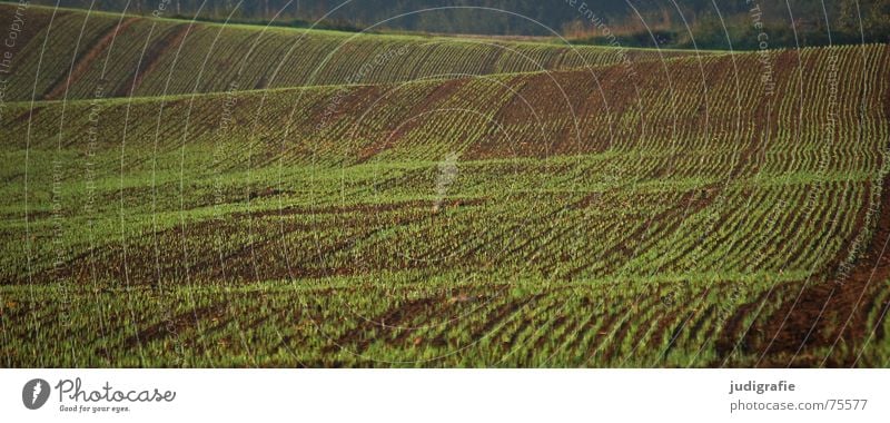 field Field Green Sowing Hill Waves Agriculture Brown Harvest Line Earth Floor covering