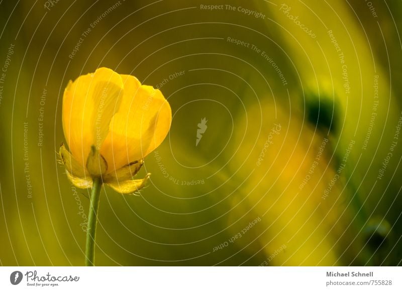 Ranunculus Environment Nature Plant Spring Flower Fragrance Fresh Healthy Happy Beautiful Positive Soft Yellow Crowfoot Delicate Stretching Colour photo