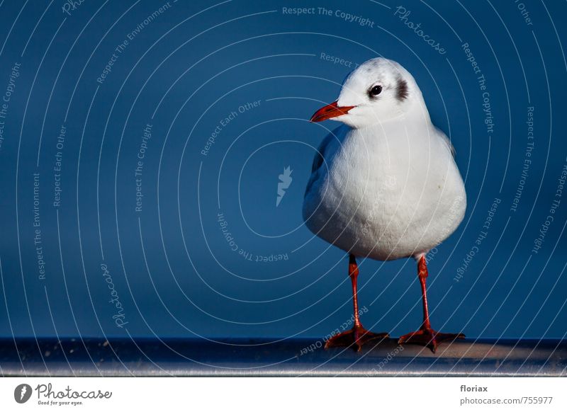 the seagull looks around. Vacation & Travel Animal River Wild animal Bird Animal face 1 Observe Sit Wait Maritime Blue Red Silver White Happy Serene