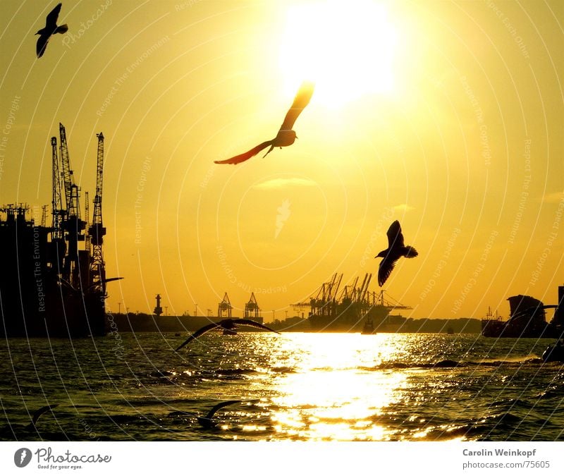 Nordish by Nature... Lifestyle Summer Sun Waves Ferry Harbour Hamburg Culture Water Beautiful weather Wind River Watercraft Animal Seagull Bird Group of animals