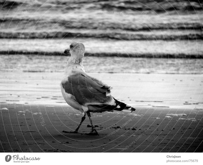 untitled Beach Ocean Dance Legs Sand Water Bird Going Walking Black White Borkum Alcohol-fueled Seagull Gull birds Feather Beak pond white-black ws drunk go sea