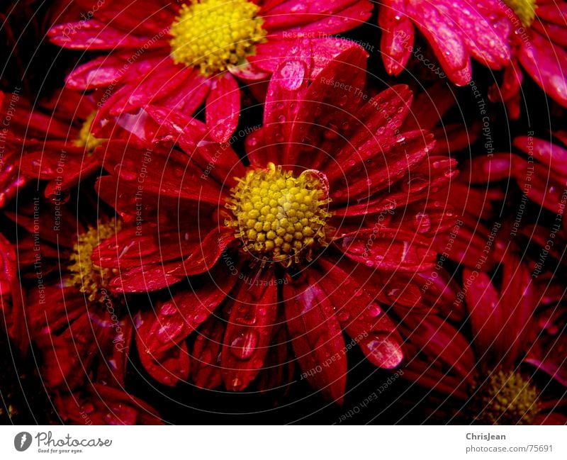 untitled Drops of water Flower Blossom Strong Red Extreme Blossom leave stinging frarben Pollen flowers Colour photo
