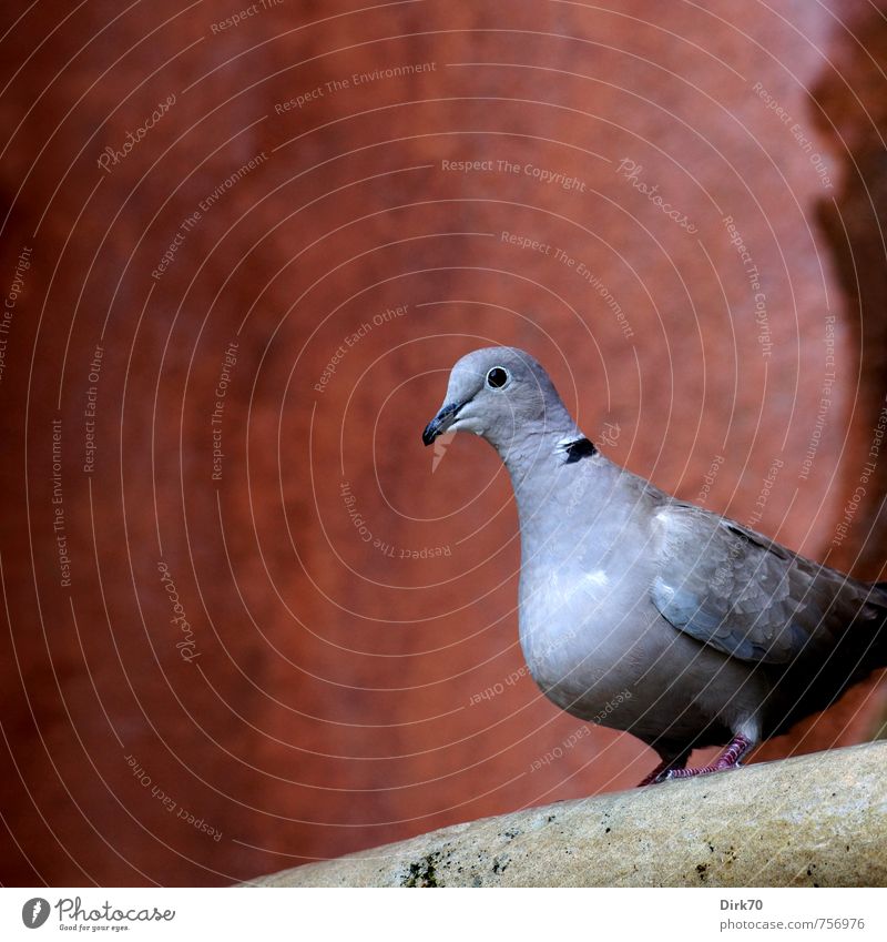 Dove on baroque fountain Autumn Beautiful weather Seville Spain House (Residential Structure) Well Wall (barrier) Wall (building) Animal Wild animal Bird Pigeon