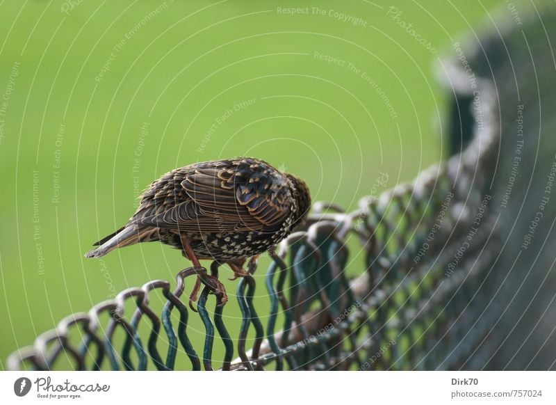 I'll duck away ... Nature Animal Grass Paris France Park Fence Wire fence Wire netting fence Wild animal Bird Songbirds Starling 1 Metal Crouch Looking Sit