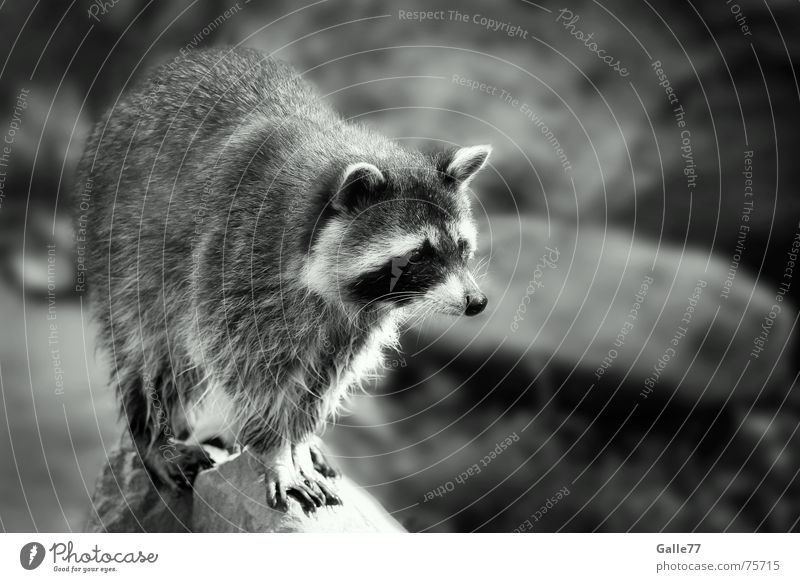 raccoon Raccoon Animal Small Cute Sweet Face mask raccoons bert ralph melissa cyril sneer cedric sneer small bear
