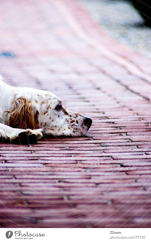 flatly dog Dog Relaxation Flat Pattern Animal Lie Amazed Fatigue Floor covering Stone Rope