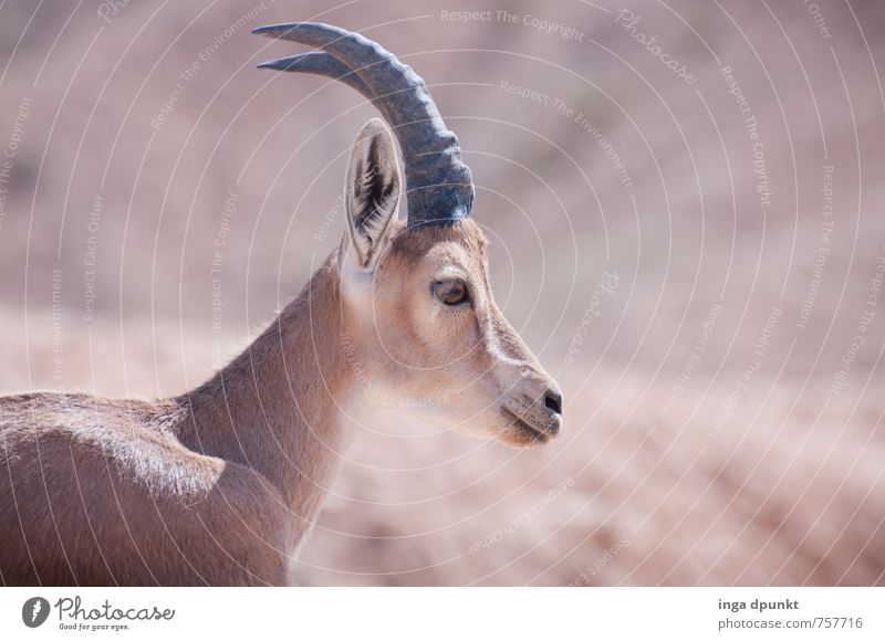 I grow horns now! Environment Nature Landscape Animal Summer Beautiful weather Warmth Drought Desert Israel Negev Near and Middle East Wild animal Capricorn