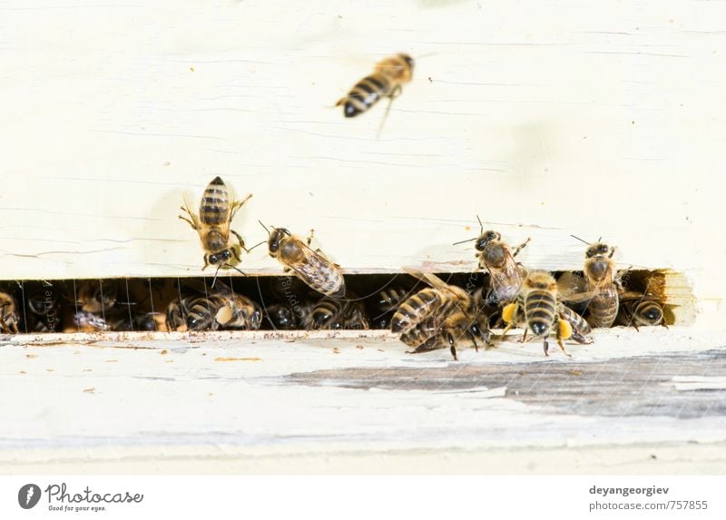 Bees entering the hive Summer Work and employment Environment Nature Animal Flock Natural Blue Apiary Bee-keeping apiculture honey Insect honeycomb entrance