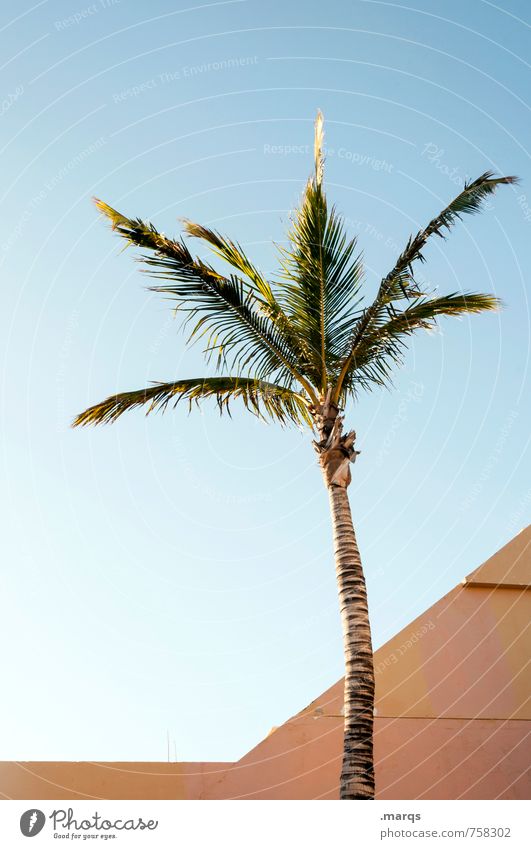 palm Vacation & Travel Far-off places Cloudless sky Plant Exotic Palm tree Architecture Simple Bright Beautiful Moody Esthetic Relaxation Colour photo