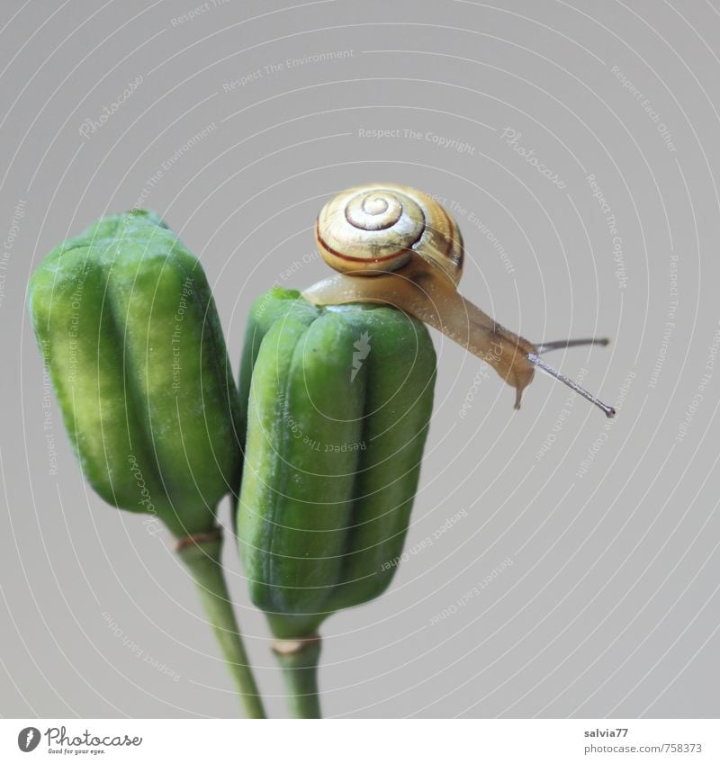 upstairs and now? Environment Nature Plant Animal Foliage plant Wild animal Snail 1 Touch Thin Simple Small Naked Curiosity Above Yellow Gray Green Patient Calm