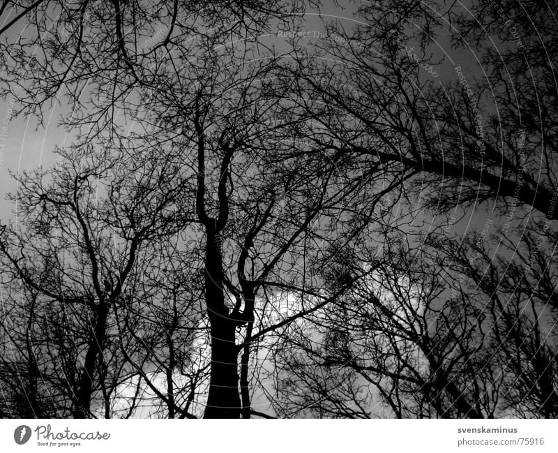 tree Tree Dark Treetop Forest Clouds Black Cold Loneliness Tree trunk Sky Far-off places