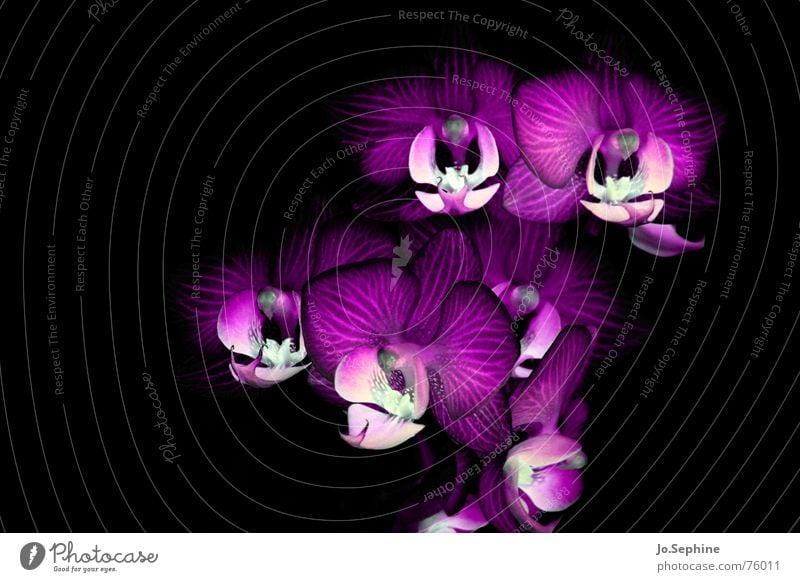 Phalaenopsis Hydrae Orchid bleed flowers Blossom leave Plant Blossoming Calyx Life Fantasy Experimental fantasy alienated artificial Interesting unusual Obscure
