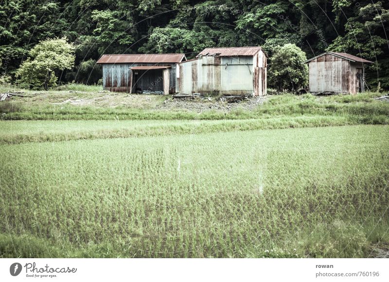 hut Foliage plant Agricultural crop Field Village House (Residential Structure) Hut Manmade structures Building Green Agriculture Rice Paddy field