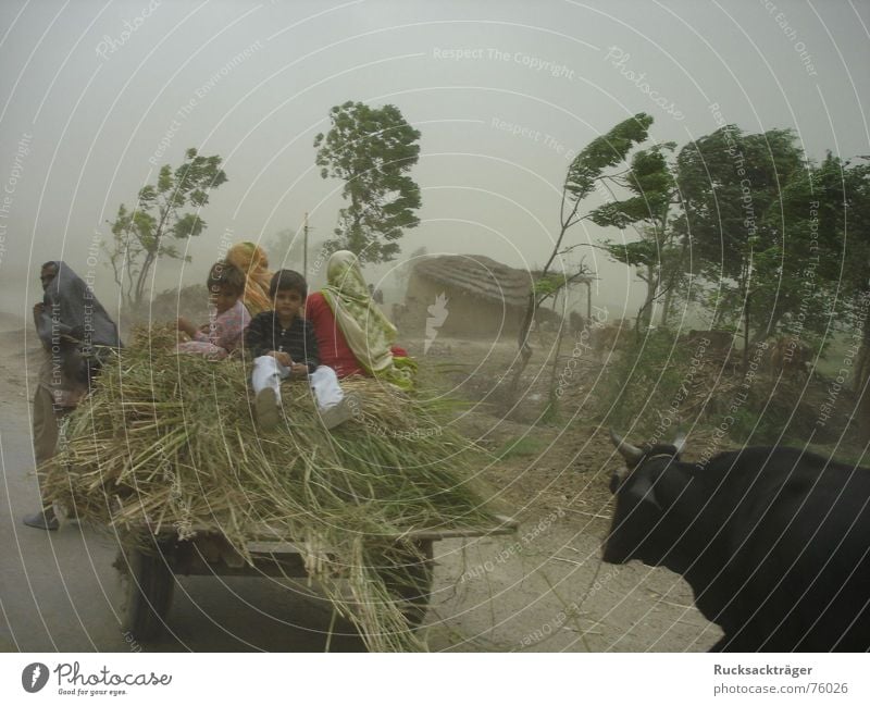 Sandstorm in Pakistan Bullock cart Gale Child Punjab Wind