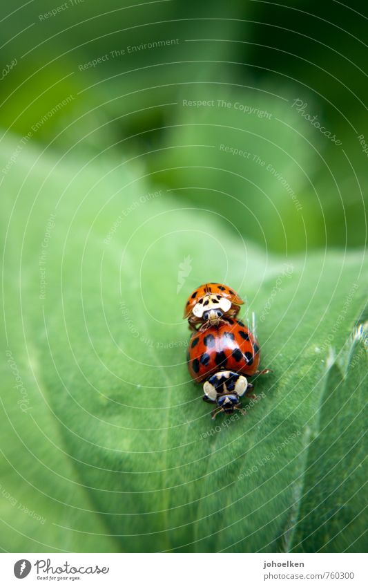 Doggy style? Plant Animal Bushes Leaf Wild animal Ladybird 2 Pair of animals Fight Crawl Love Make Sex Carrying Eroticism Brash Together Glittering Small Near