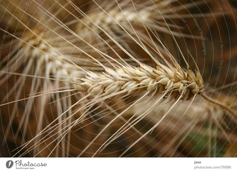 *** Wheat Near Summer 4 Bright Nature Macro (Extreme close-up)