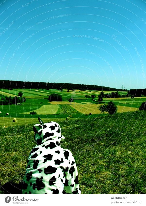 crippled cow from dreistetten Field Exterior shot Landscape audacious false fur straw ball intense colours synthetic world