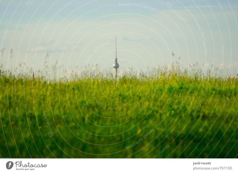 1000 Berlin blades of grass Sky Meadow Tourist Attraction Landmark Berlin TV Tower Growth Famousness naturally Freedom Perspective Evolution Fantasy Outstanding