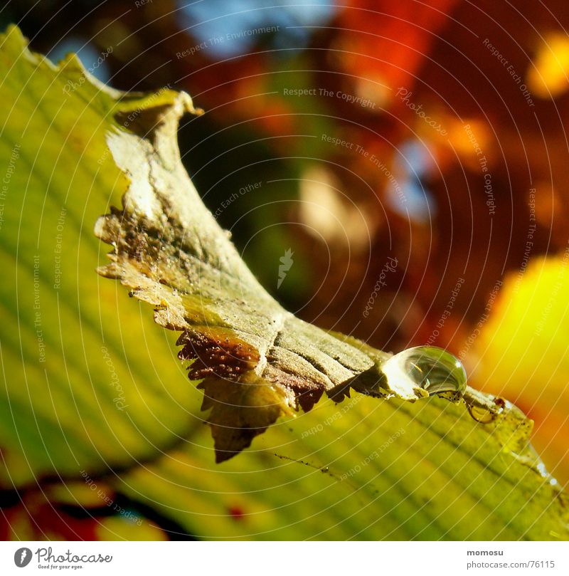 colours of nature Leaf Autumn Colouring leaf margin Rope Drops of water Macro (Extreme close-up) Nature chromoplastics