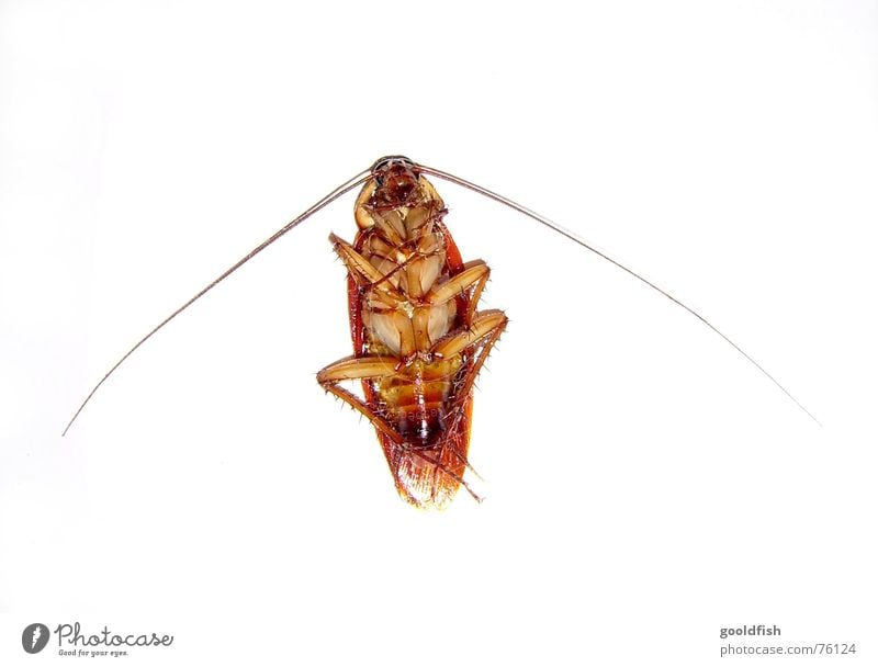 la cucaracha... Oriental cockroach Disgust Insect Animal Feeler Break cosiness Lie