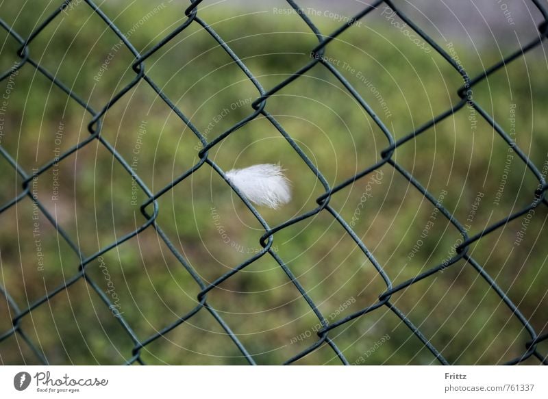 ... with a strange pen ... Fence Wire netting fence Wire fence Wire mesh Wiry Metal Green White Feather white feather Colour photo Exterior shot Day