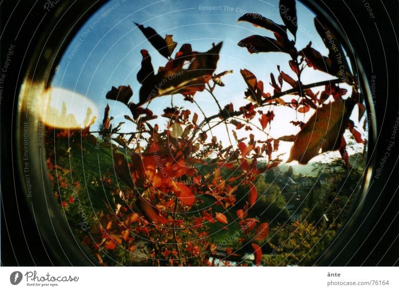 fisheye autumn Herbaceous plants Autumn Leaf Plant Bushes Red Transience Distorted Round Reflection Light Dazzle Hill Foreground Sky Fisheye Early fall Circle