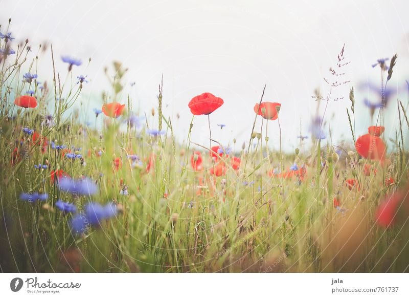 summer meadow Environment Nature Landscape Plant Summer Flower Grass Blossom Cornflower Poppy Meadow Esthetic Free Happiness Fresh Natural Wild Colour photo