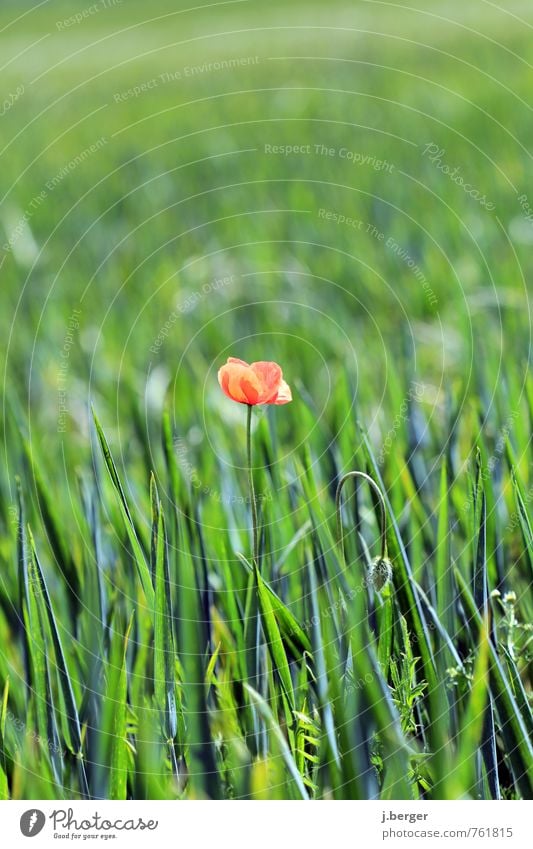 lonely Environment Nature Landscape Plant Summer Flower Grass Blossom Foliage plant Agricultural crop Wild plant Meadow Field Green Red Poppy blossom