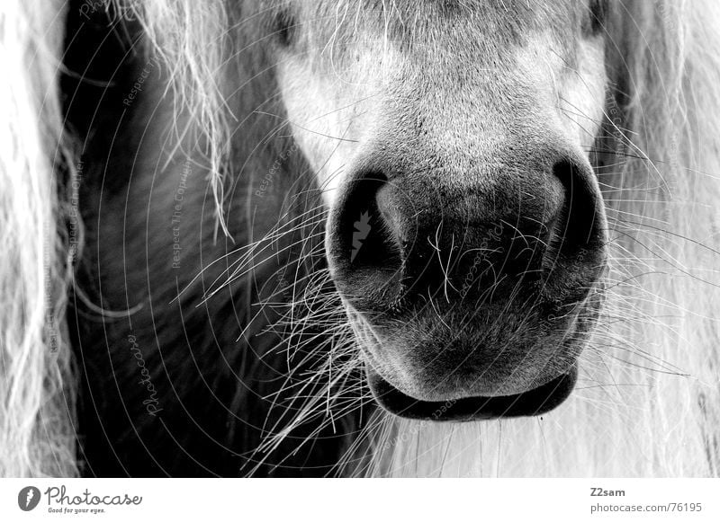 sugar snut Wet Snout Piston Pelt Mane Animal Horse snotty as sugar schnutte Nose Mouth Hair and hairstyles animals Black & white photo
