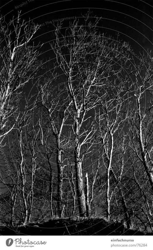 o.t. Tree Exterior shot Dark Winter Black & white photo Nature Branched Irritation