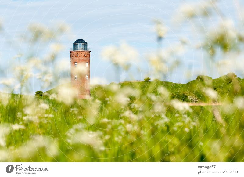 Full Bearing Sky Cloudless sky Summer Plant Wild plant Meadow Field Tower Manmade structures Monument naval bearing tower Old Atelier Exhibition room