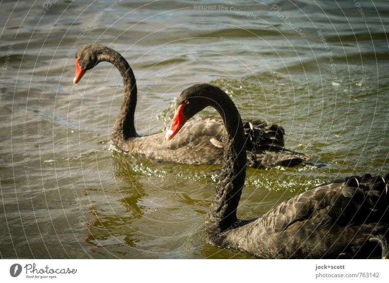 2 Black swans Warmth Wild animal Swan Animal Looking Elegant Exotic Together Love of animals Pride Uniqueness Species diversity Silhouette Sunlight Low-key