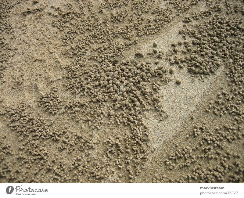 alien world Beach Nest crabs Sand Extraterrestrial being fetch