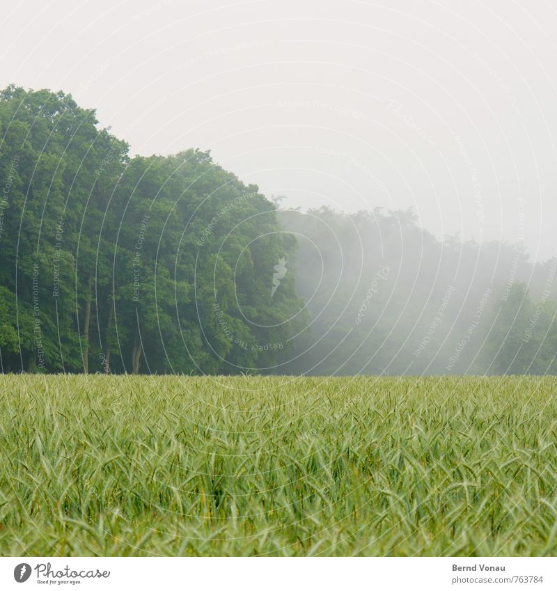 morning freshness Forest Fog Haze Nature Grain Agriculture Green Field Calm Food Provision Dreary obscured Landscape Exterior shot Deep depth of field Deserted