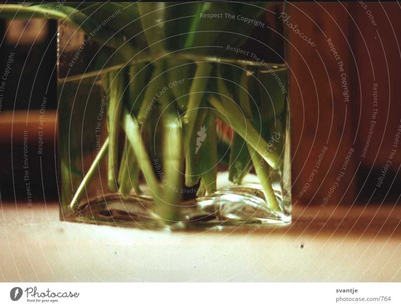 foreheads Water Glass green and stems