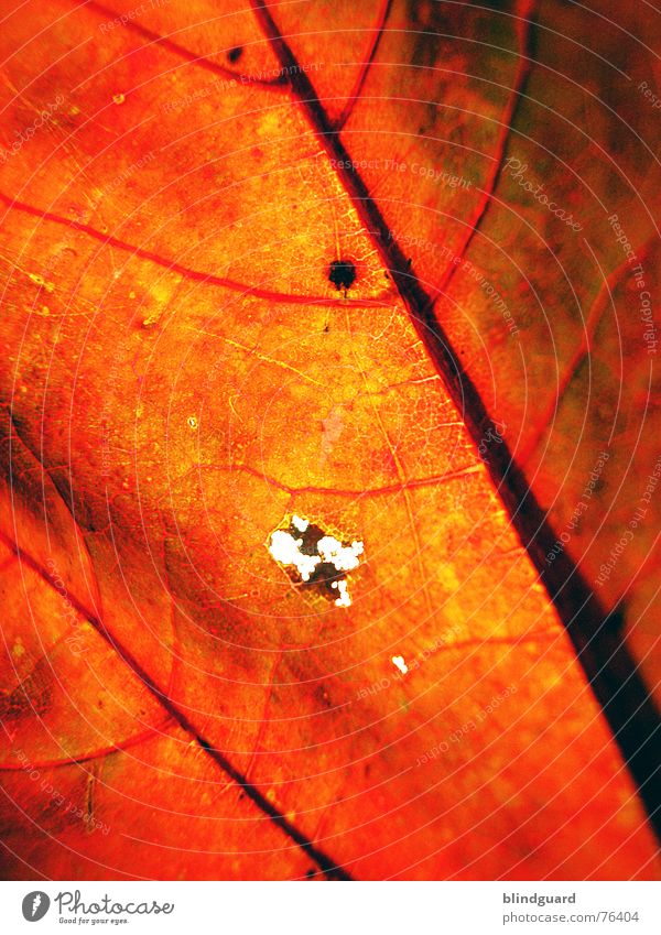 Autumn fashion .:!:. Leaf Vessel Red Death Bump Physics Fine Dry Limp Branchage Maple tree Yellow Background picture Macro (Extreme close-up) Close-up Hollow