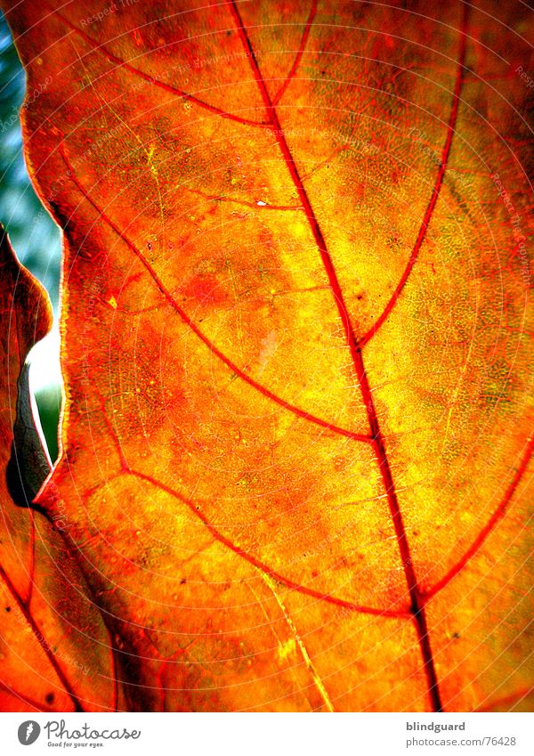 Autumn fashion .:!!:. Leaf Vessel Red Death Bump Physics Fine Dry Limp Branchage Maple tree Yellow Background picture Macro (Extreme close-up) Close-up Hollow