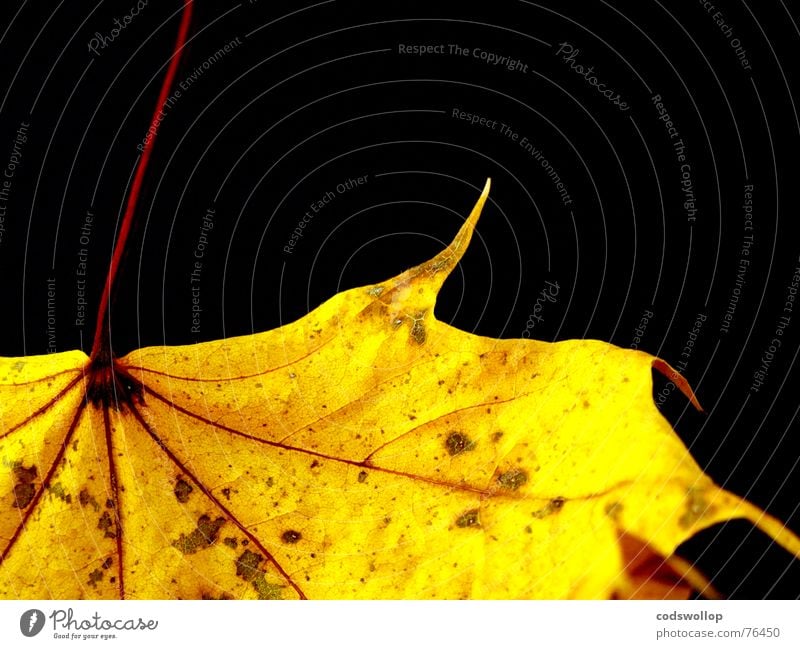 gold leaf Leaf Red Yellow Black Autumn Gold structure Structures and shapes