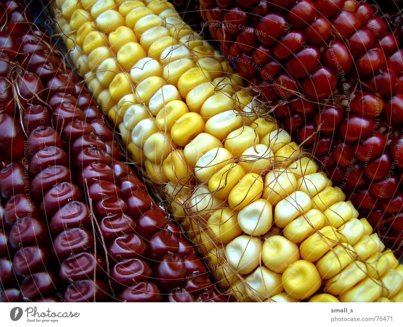 I'm corny Yellow Popcorn maize red autumn cob hair