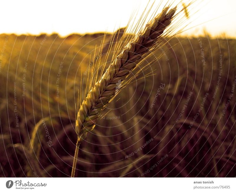 a grain in the cornfield Yellow Field Summer Sun Sunbeam Grain Plant