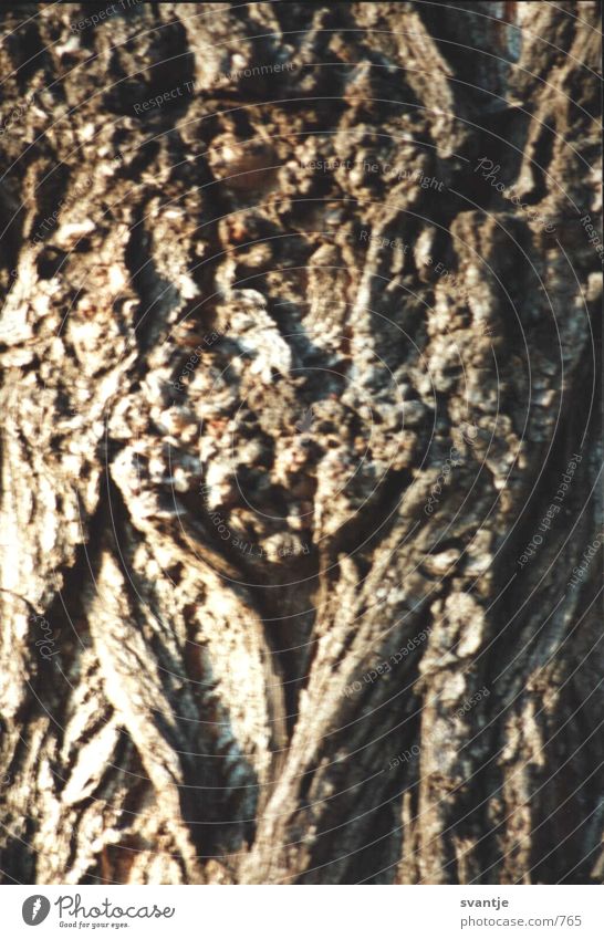 cartilage bark bark face wood and tree