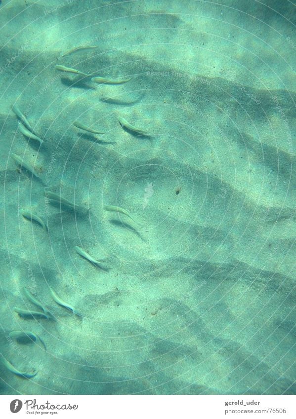 seabed with fish Ocean Waves Pattern Relief Floor covering Underwater photo Mediterranean sea Shadow Fish Flock