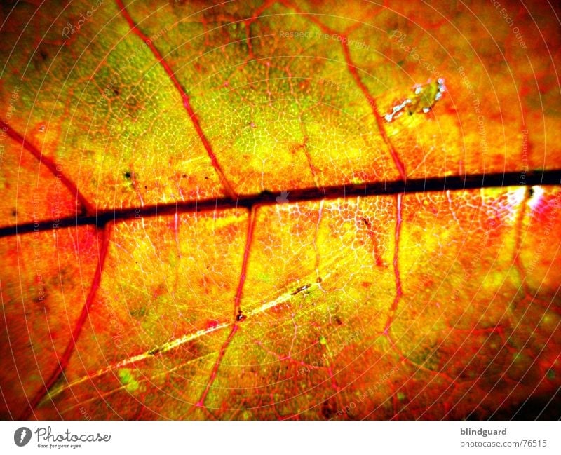 Autumn fashion .:!V:. Leaf Vessel Red Death Bump Physics Fine Dry Limp Branchage Maple tree Yellow Background picture Macro (Extreme close-up) Close-up Hollow