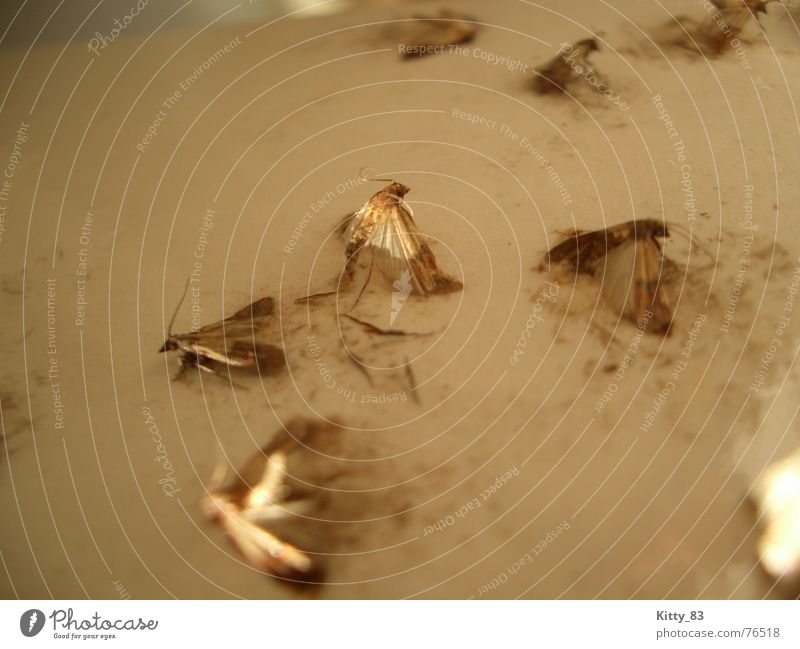 struggle for survival Heterocera Feeler Beige Brown Fight Plagues moth trap Sticky Death Wing rebel