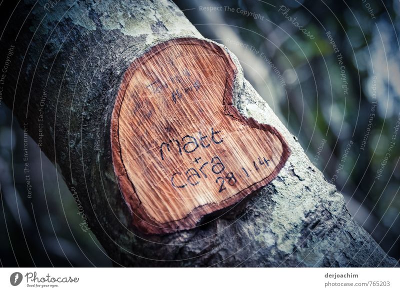 Immortalized, heart in the tree - , Matt & Cara, in the National Park near Burleigh, Queensland, Contentment Leisure and hobbies Summer Tree trunk Love Carve