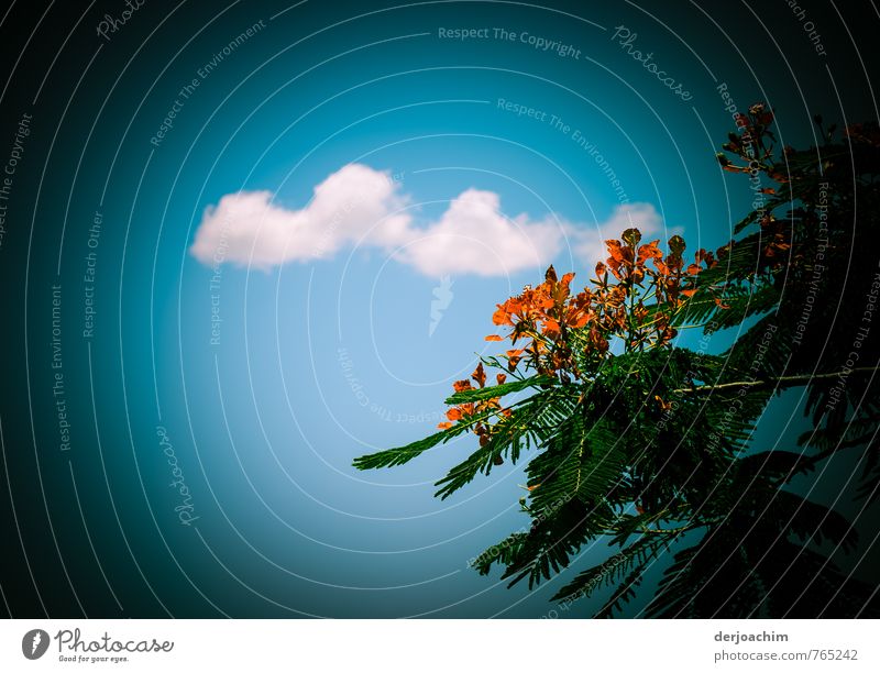 Blue sky, small white clouds, fir tree with flowers Style Calm Leisure and hobbies Trip Agriculture Forestry Nature Sky Summer Beautiful weather Foliage plant