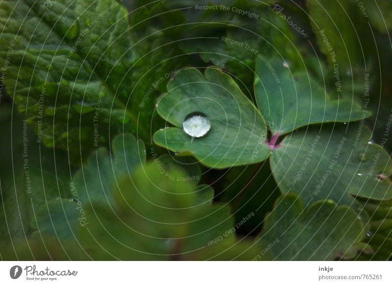 single Nature Plant Water Drops of water Spring Summer Leaf Garden Lie Esthetic Simple Fresh Near Natural Round Juicy Green Growth Surface tension Dew